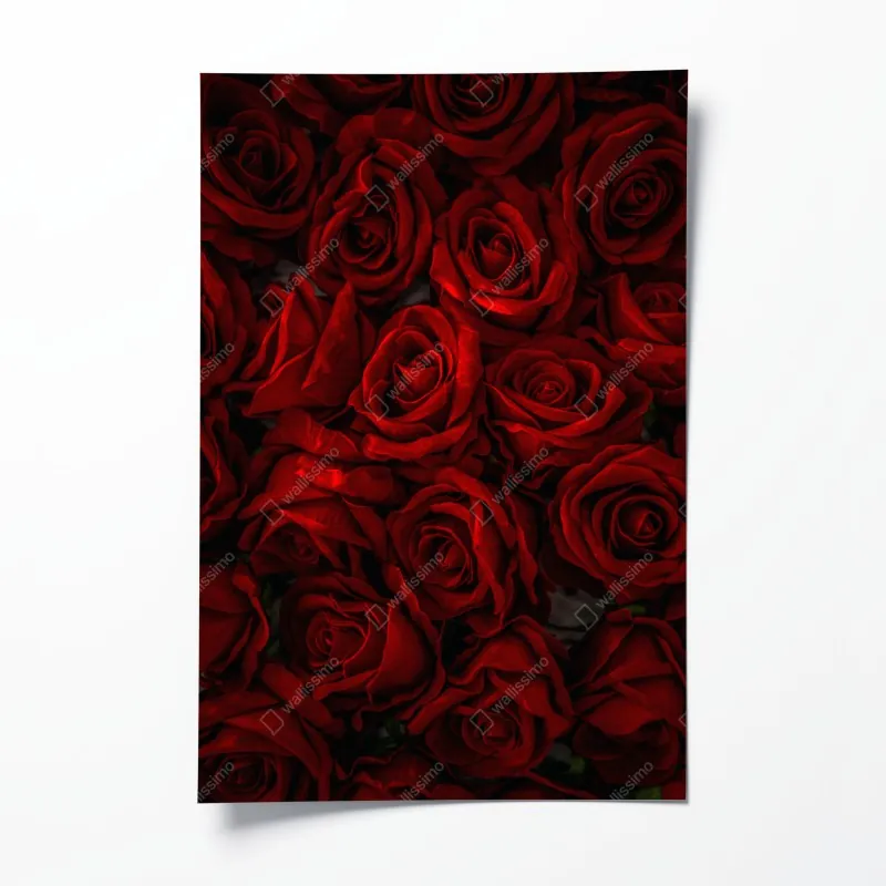 Plakat intensywne czerwone róże z bliska