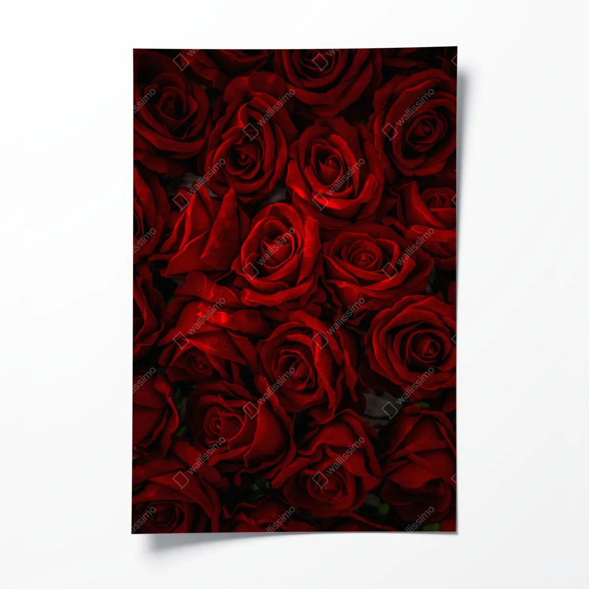 Plakat intensywne czerwone róże z bliska – Wallissimo® Plakat intensywne czerwone róże z bliska – Wallissimo®