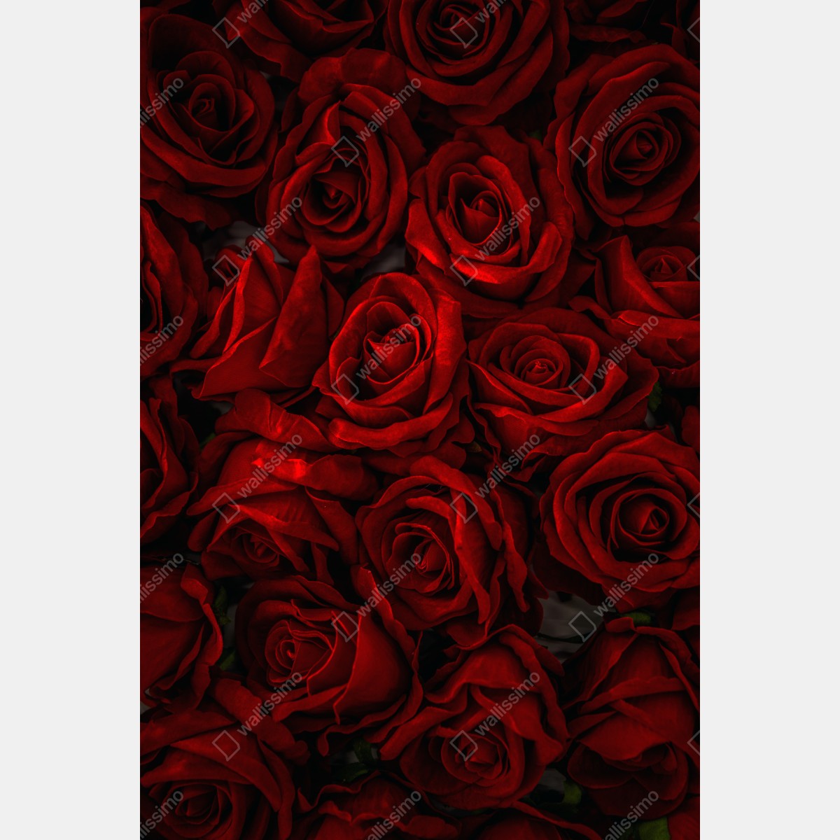 Plakat intensywne czerwone róże z bliska – Wallissimo® Plakat intensywne czerwone róże z bliska – Wallissimo®