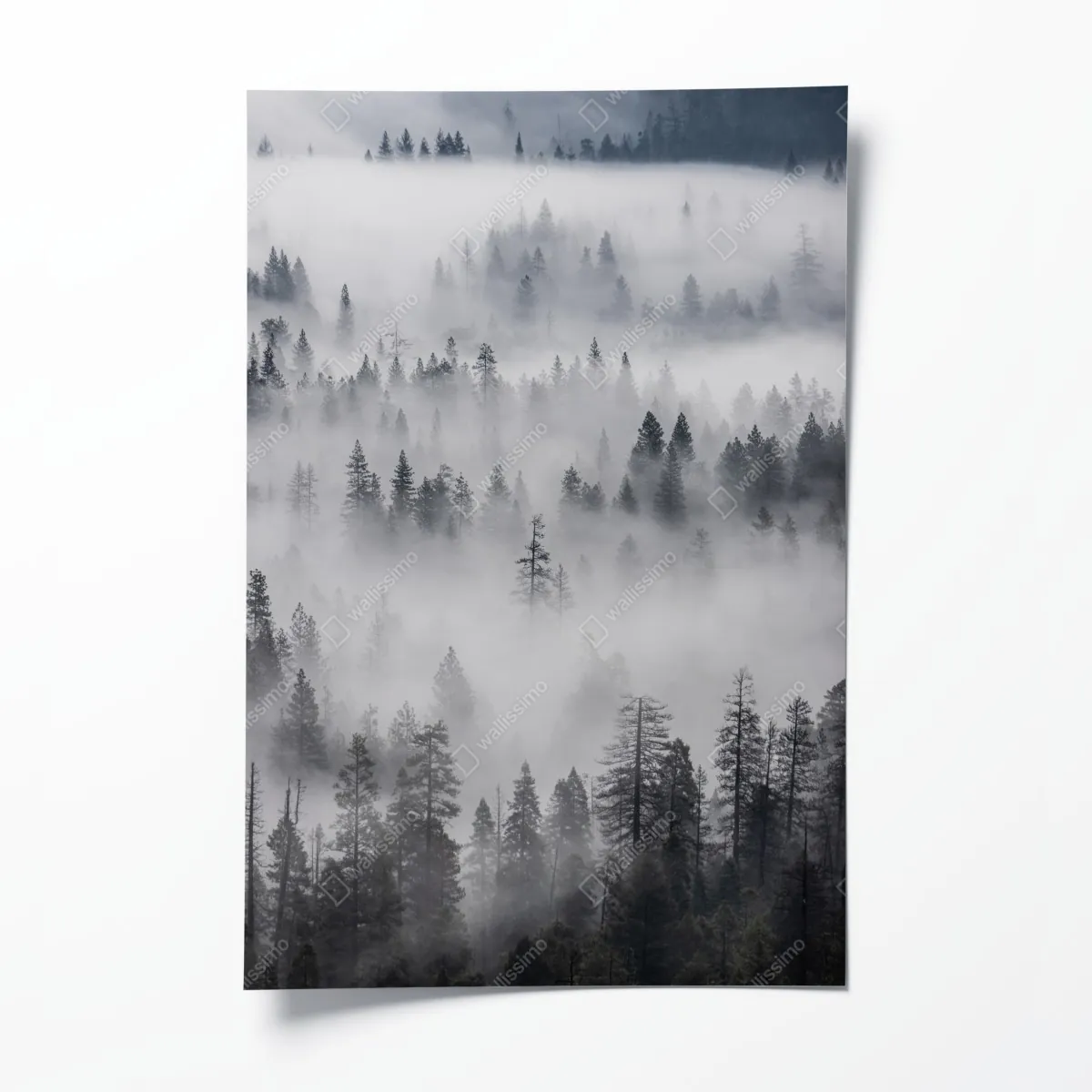 Plakat mglisty las sosnowy – Wallissimo® Plakat mglisty las sosnowy – Wallissimo®