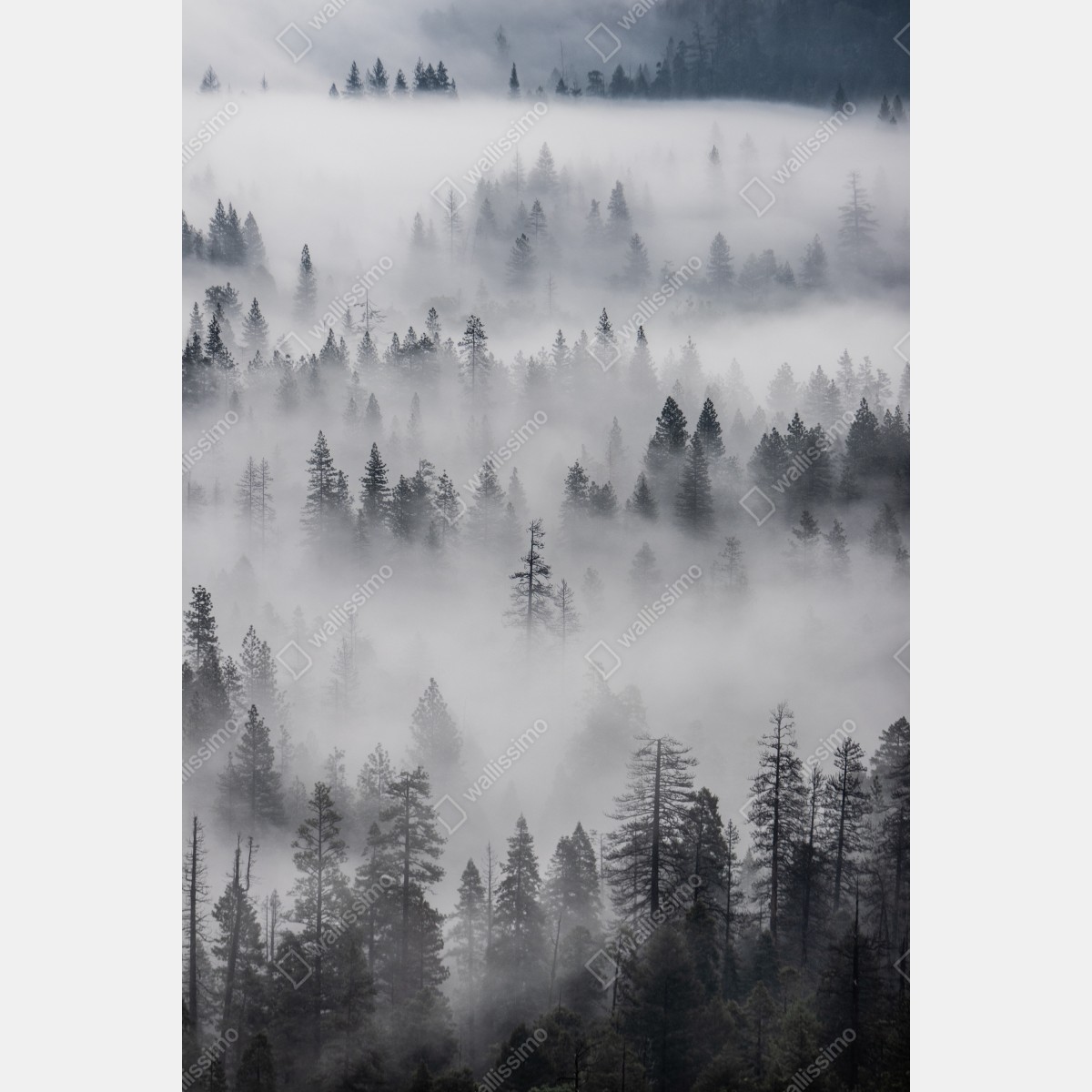 Plakat mglisty las sosnowy – Wallissimo® Plakat mglisty las sosnowy – Wallissimo®
