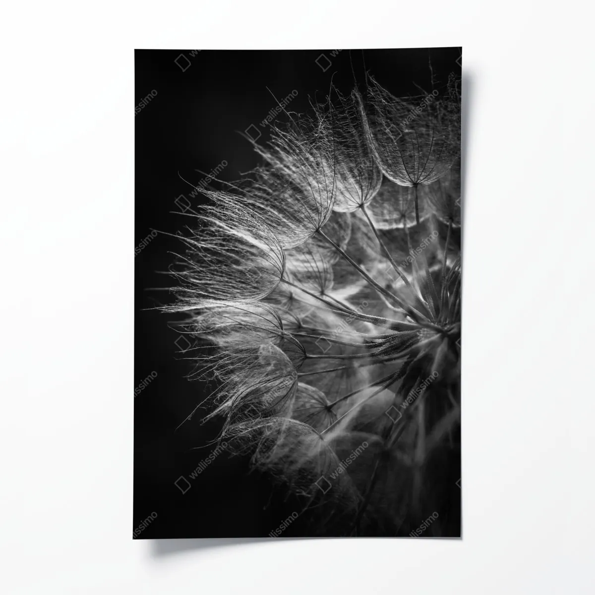 Plakat delikatny puch dmuchawca w monochromie – Wallissimo® Plakat delikatny puch dmuchawca w monochromie – Wallissimo®