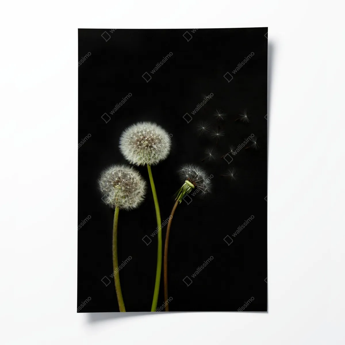 Plakat delikatne główki mniszka na czarnym tle – Wallissimo® Plakat delikatne główki mniszka na czarnym tle – Wallissimo®