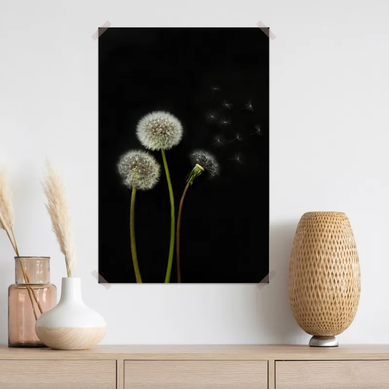 Plakat delikatne główki mniszka na czarnym tle