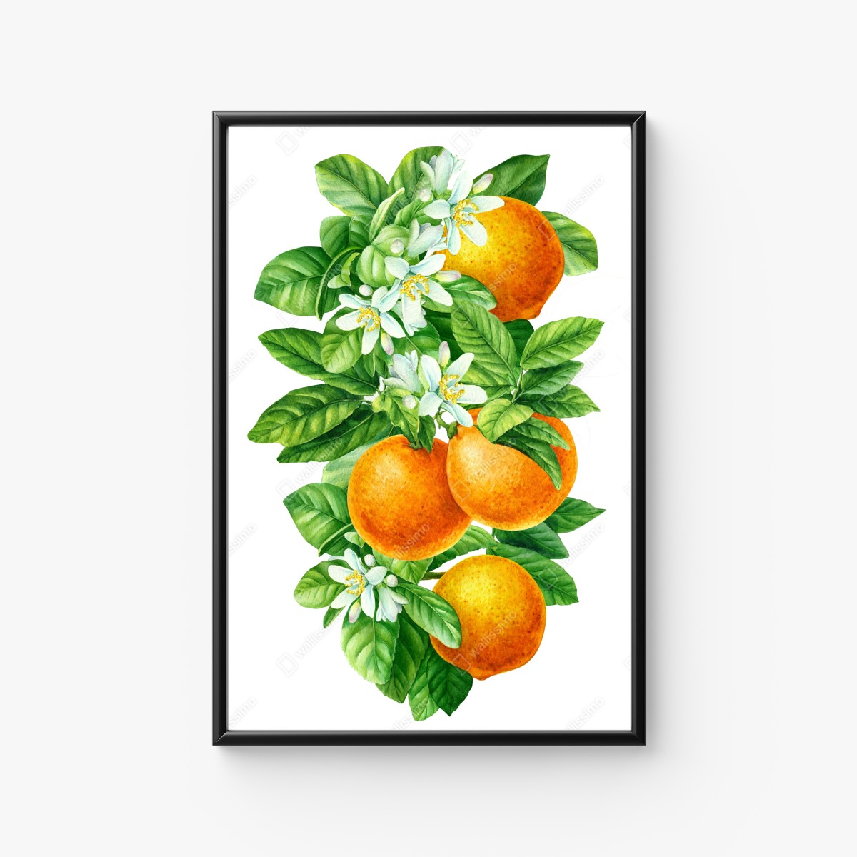 Plakat kwiaty cytrusów i dojrzałe pomarańcze – Wallissimo®