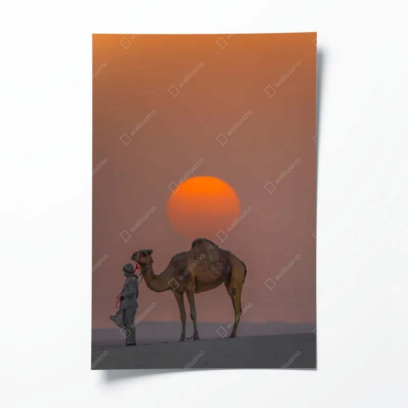 Plakat wielbłąd na tle zachodu słońca na pustyni