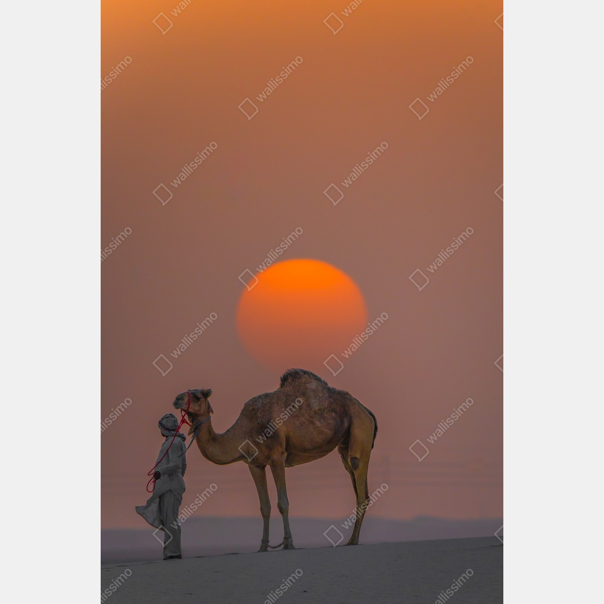 Plakat wielbłąd na tle zachodu słońca na pustyni – Wallissimo®