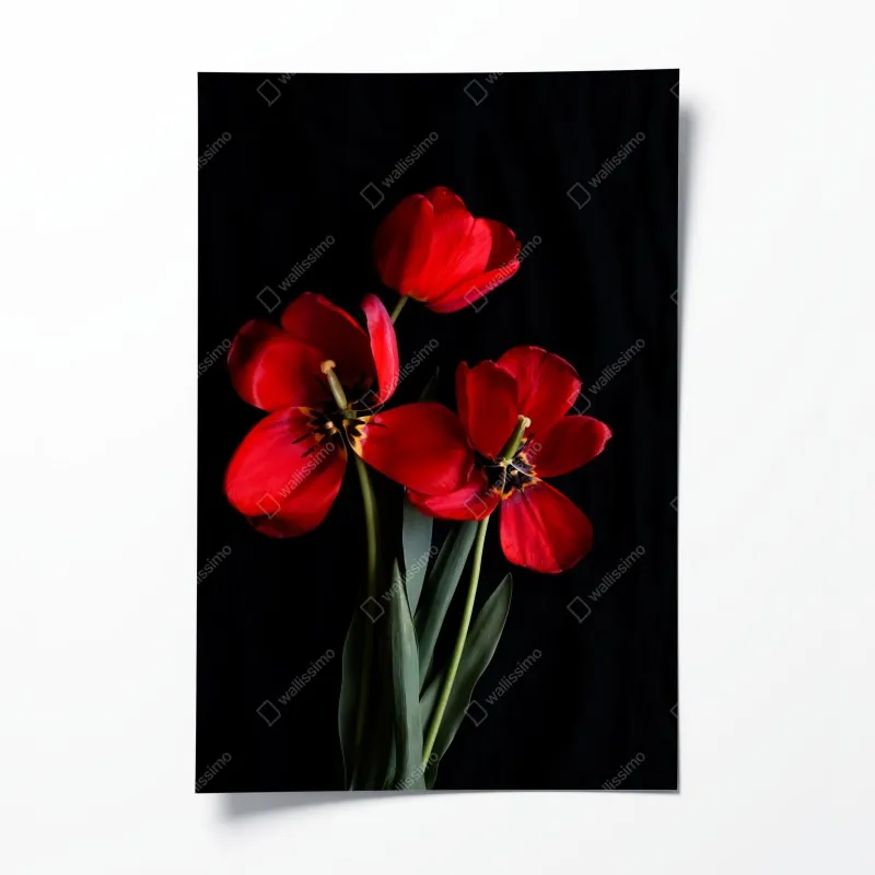 Plakat trzy czerwone tulipany na czarnym tle