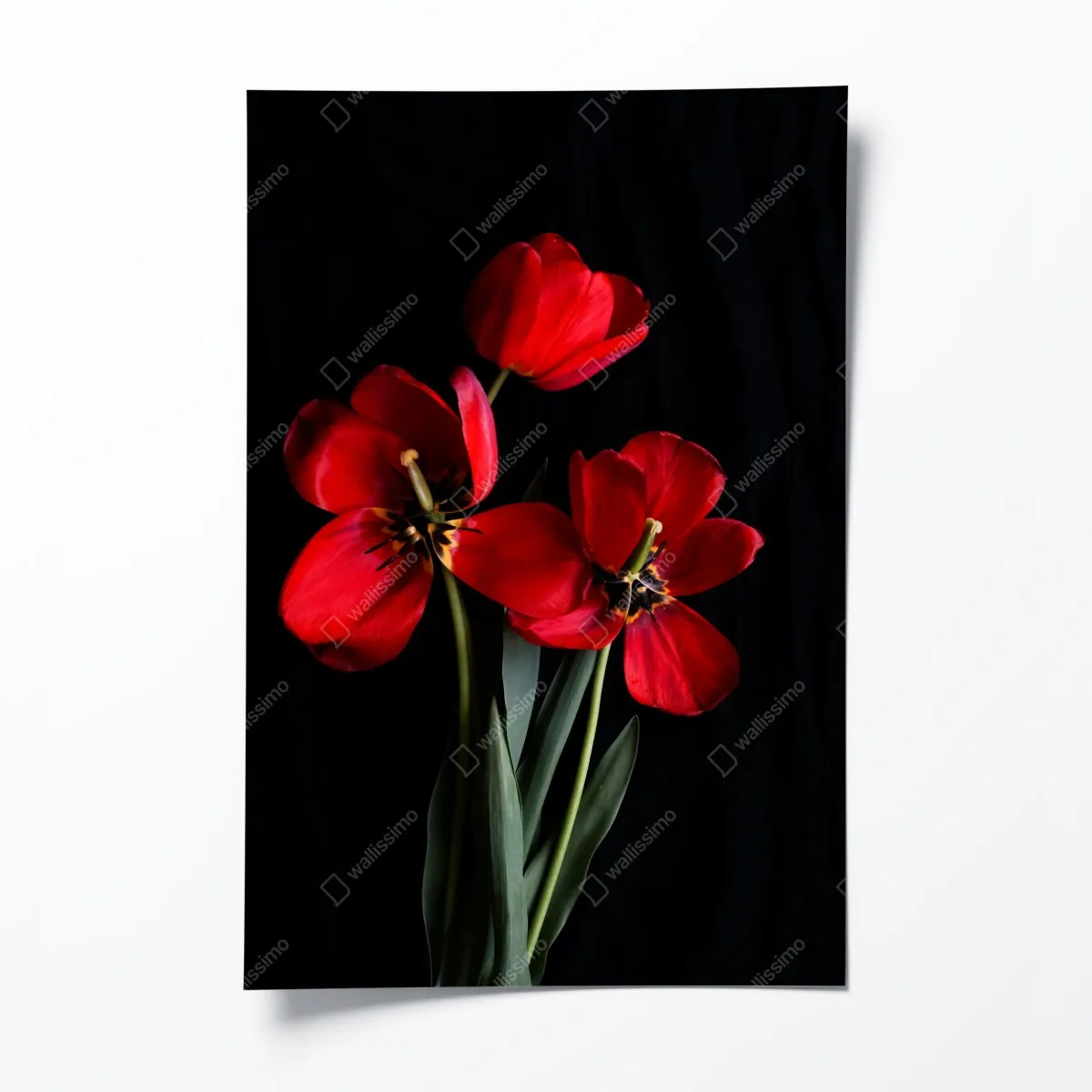 Plakat trzy czerwone tulipany na czarnym tle – Wallissimo® Plakat trzy czerwone tulipany na czarnym tle – Wallissimo®