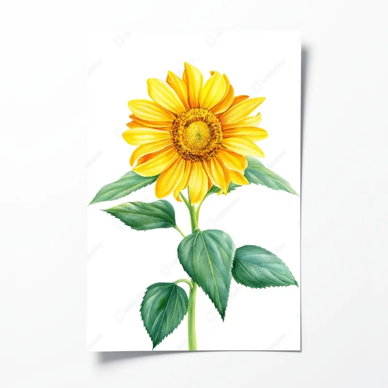 Plakat jasny słonecznik w akwareli