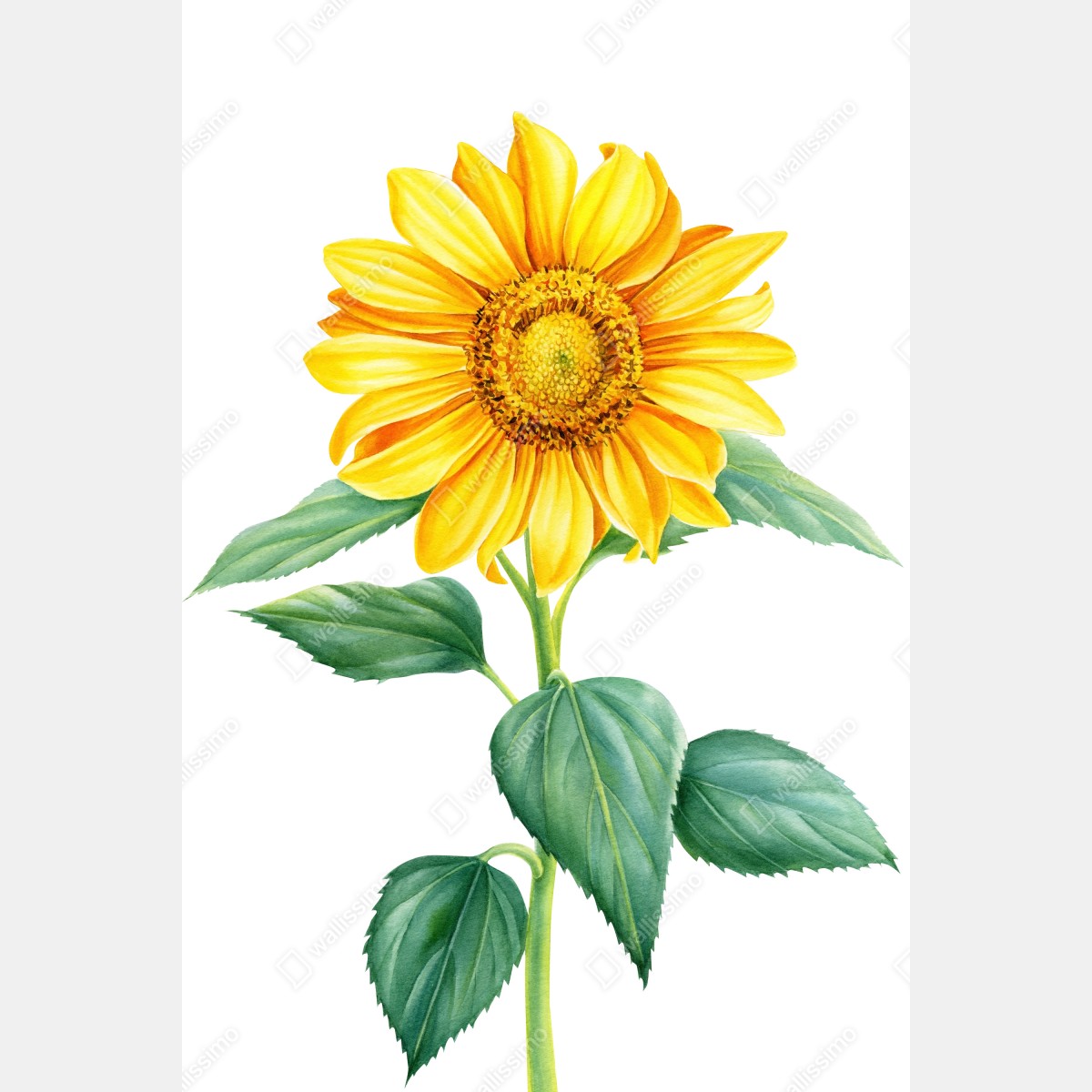 Plakat jasny słonecznik w akwareli – Wallissimo® Plakat jasny słonecznik w akwareli – Wallissimo®