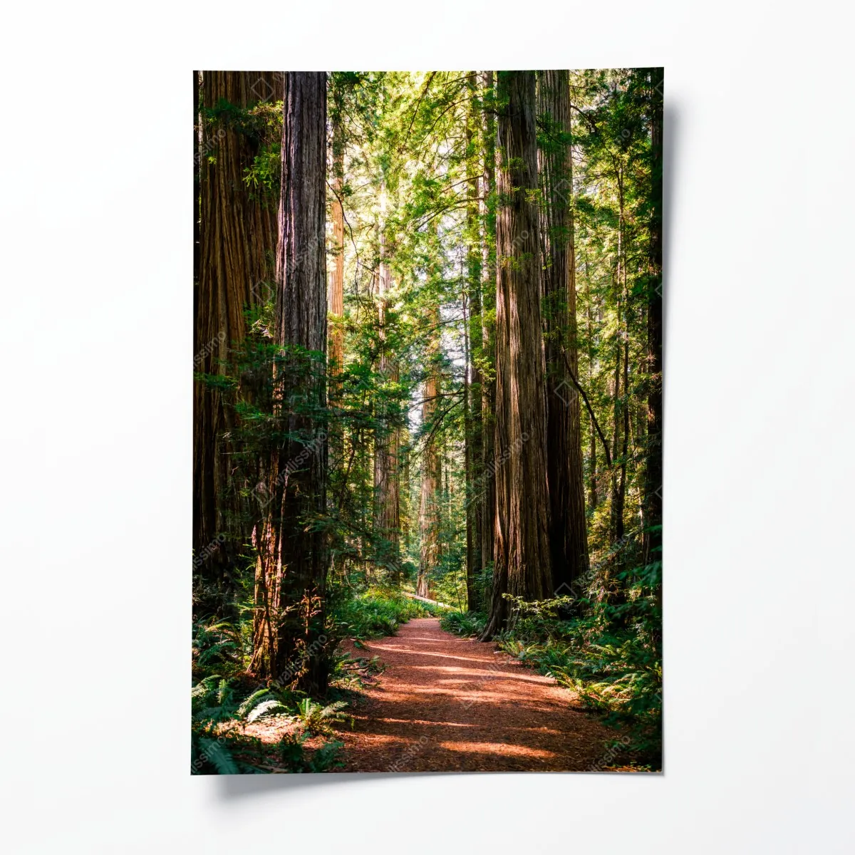 Plakat majestatyczna ścieżka w lesie sekwoi – Wallissimo® Plakat majestatyczna ścieżka w lesie sekwoi – Wallissimo®