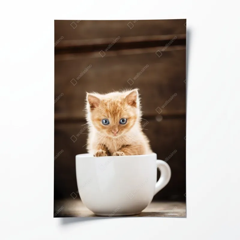 Plakat rudy kociak w filiżance