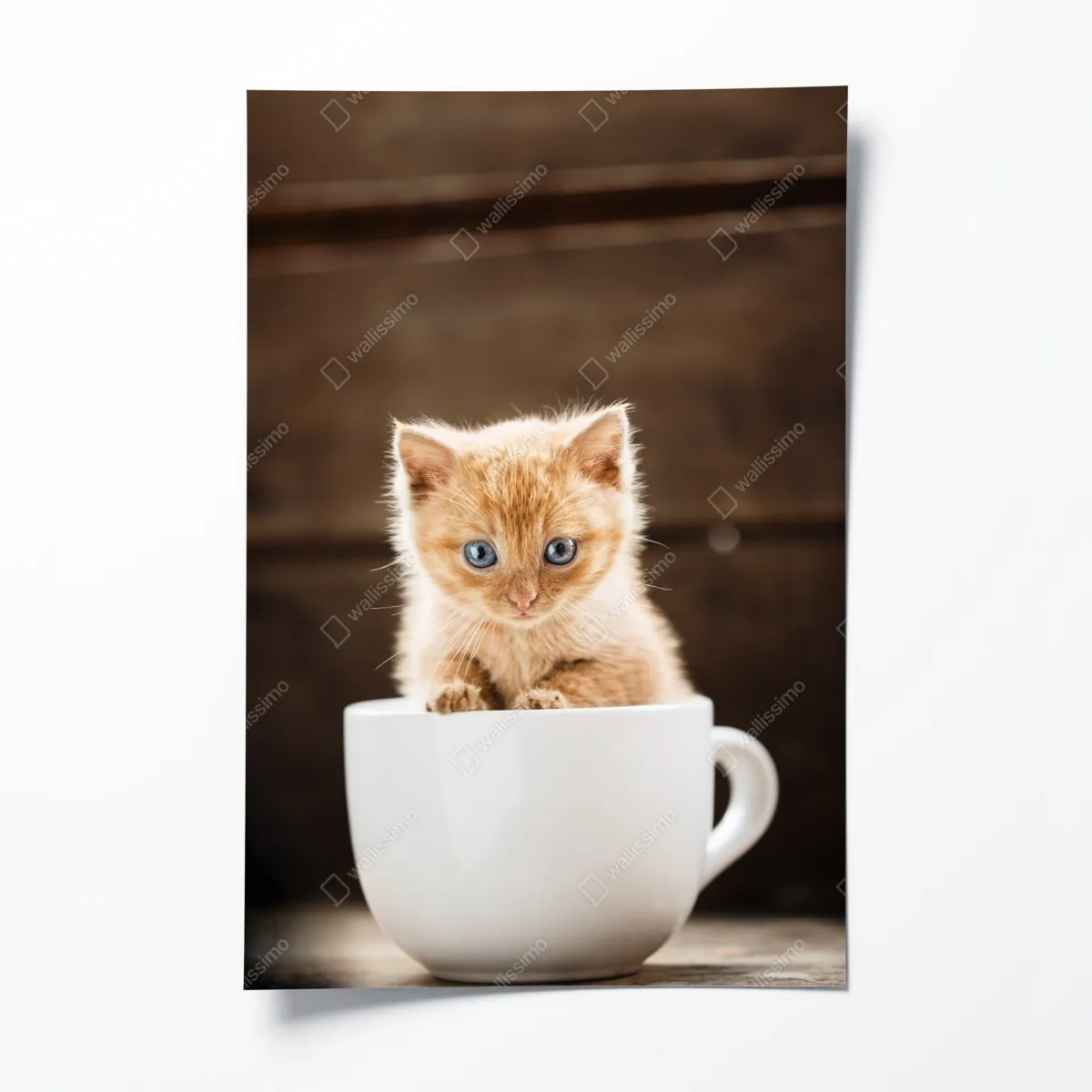 Plakat rudy kociak w filiżance – Wallissimo® Plakat rudy kociak w filiżance – Wallissimo®