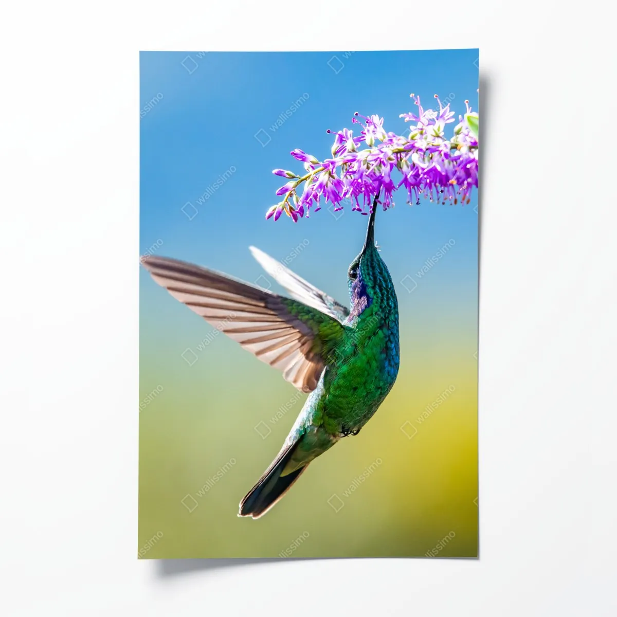 Plakat koliber przy fioletowym kwiecie – Wallissimo® Plakat koliber przy fioletowym kwiecie – Wallissimo®