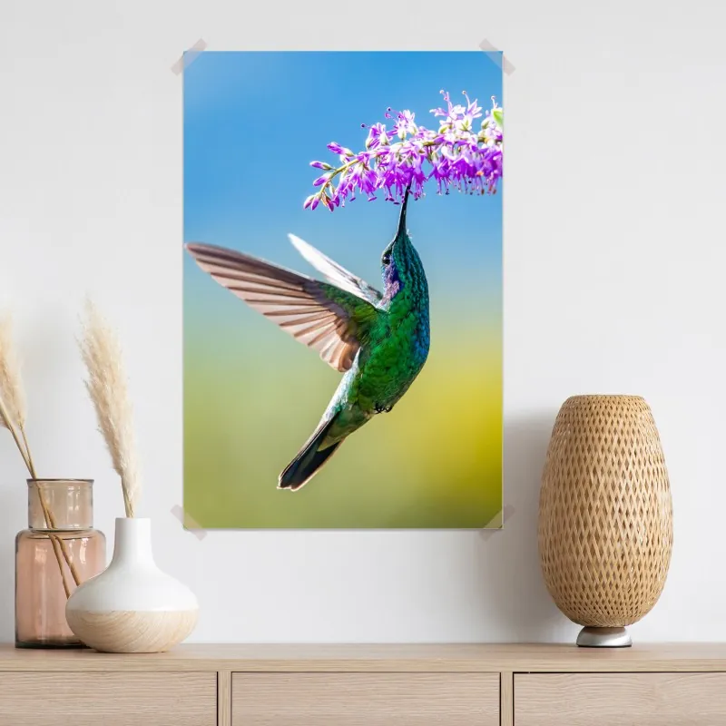 Plakat koliber przy fioletowym kwiecie – Wallissimo® Plakat koliber przy fioletowym kwiecie – Wallissimo®