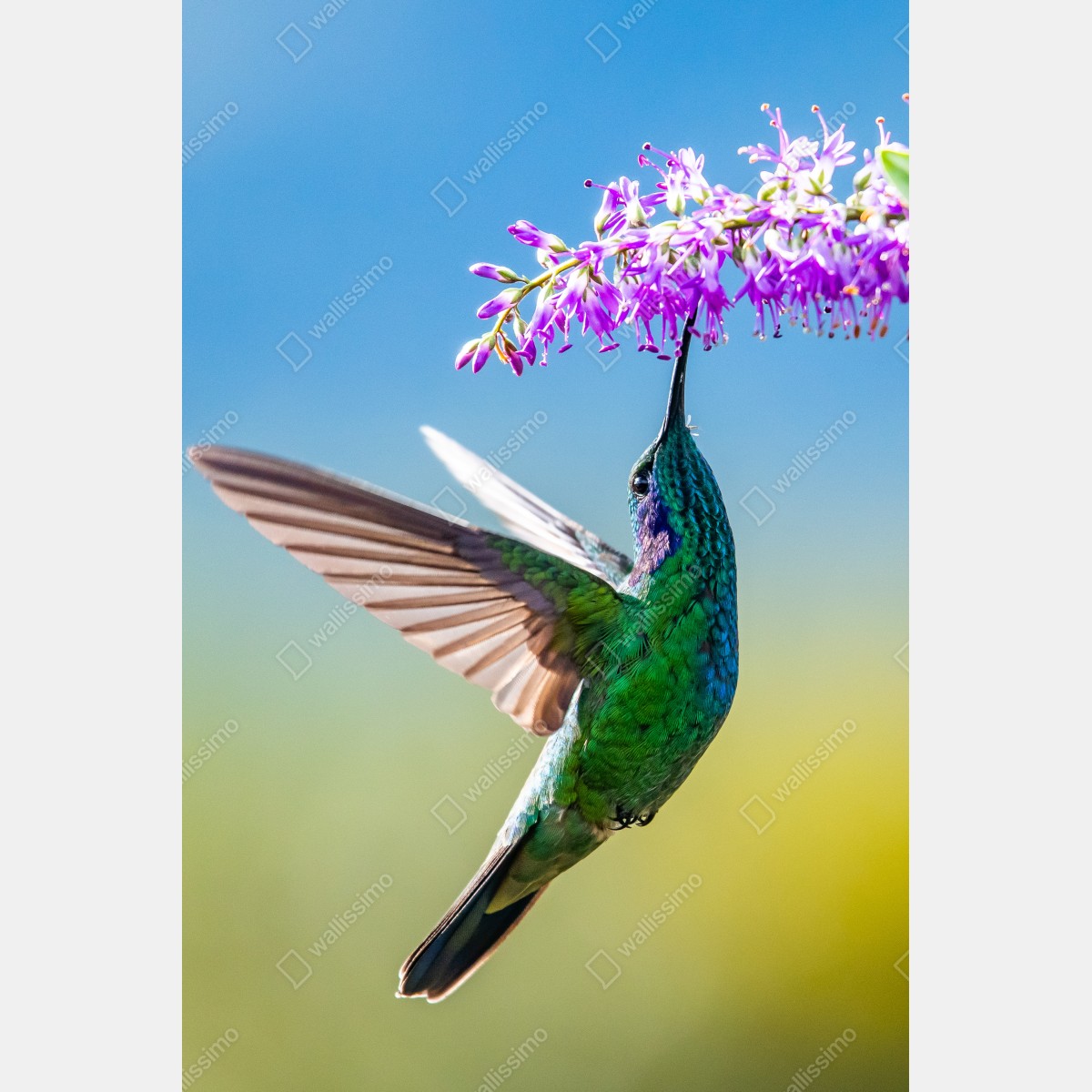 Plakat koliber przy fioletowym kwiecie – Wallissimo® Plakat koliber przy fioletowym kwiecie – Wallissimo®