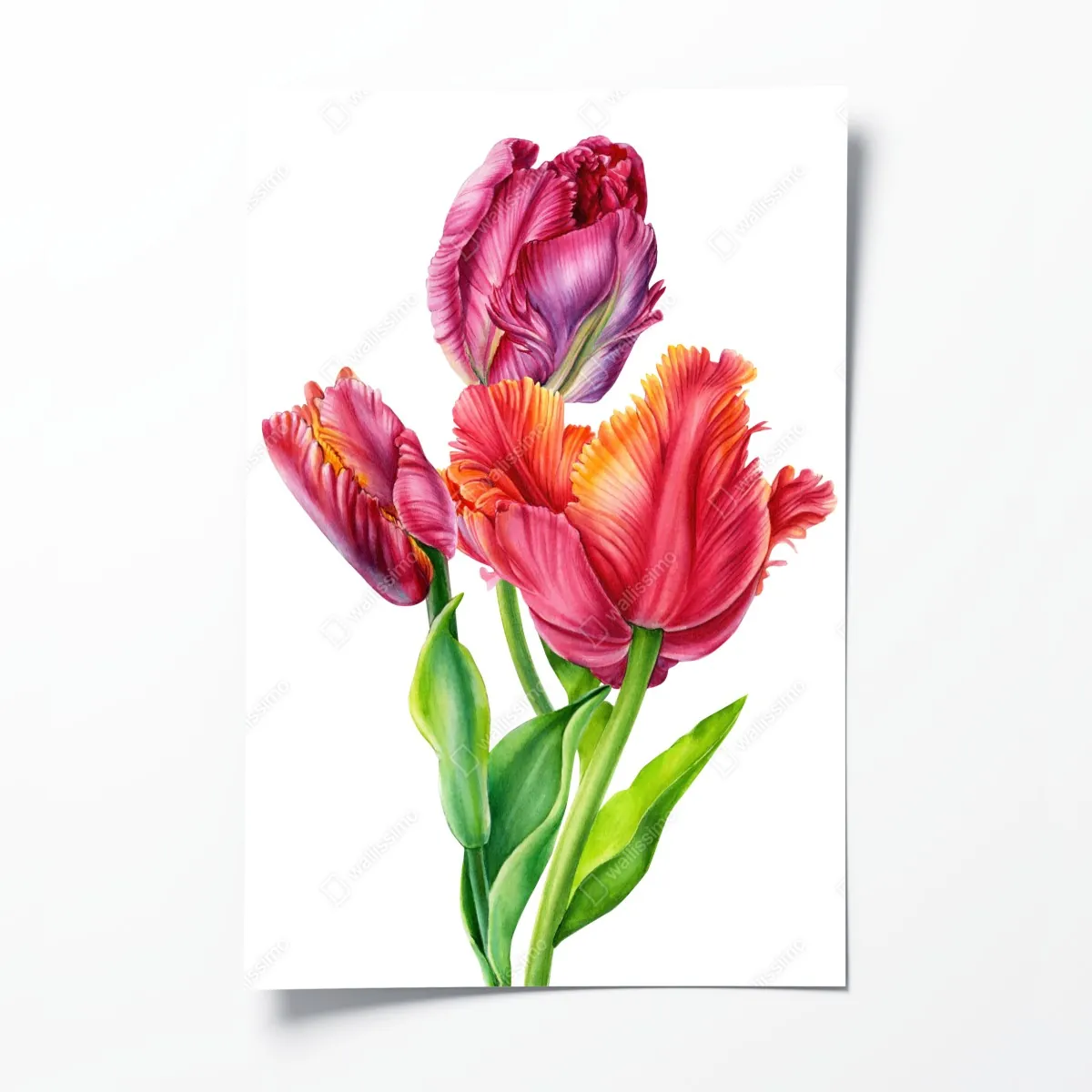 Plakat żywe różowe tulipany w akwareli – Wallissimo® Plakat żywe różowe tulipany w akwareli – Wallissimo®