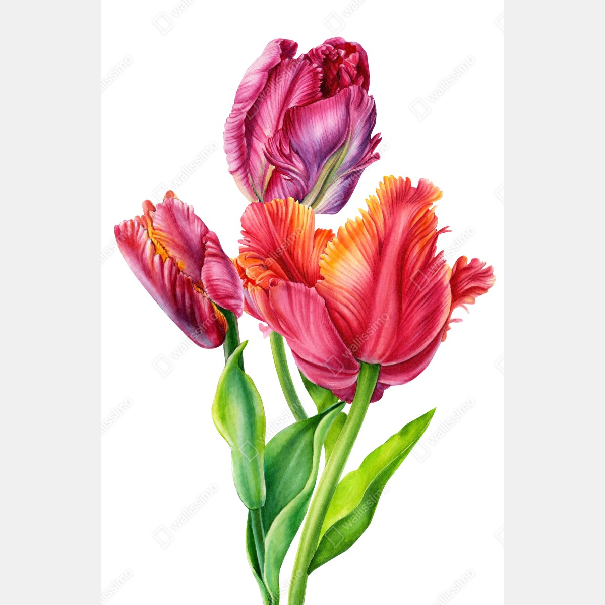 Plakat żywe różowe tulipany w akwareli – Wallissimo® Plakat żywe różowe tulipany w akwareli – Wallissimo®