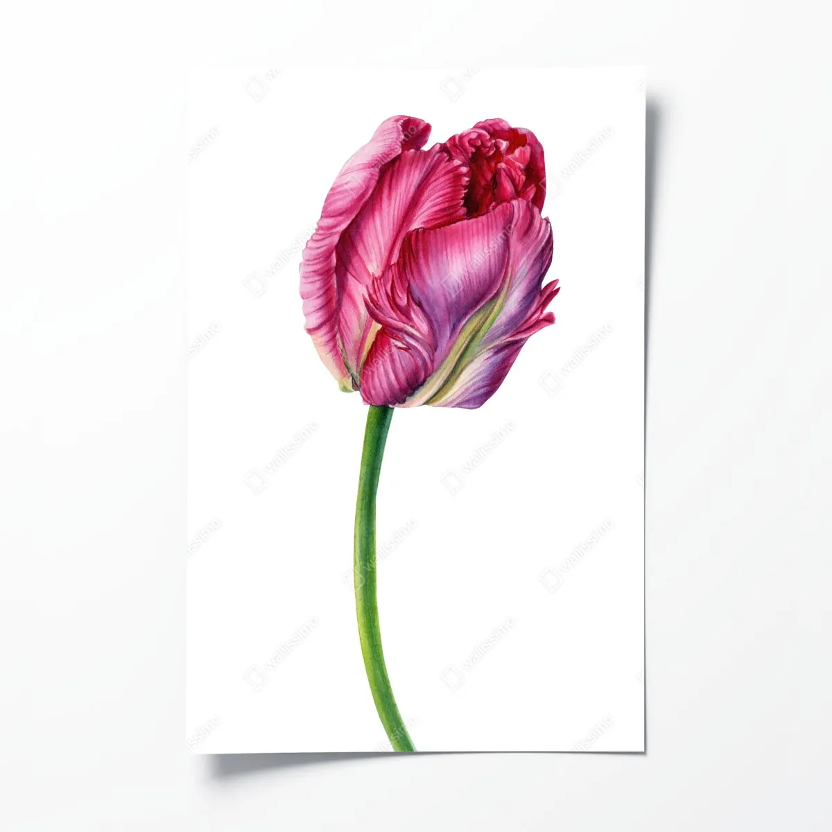 Plakat różowy tulipan akwarelowa ilustracja botaniczna – Wallissimo® Plakat różowy tulipan akwarelowa ilustracja botaniczna – Wallissimo®