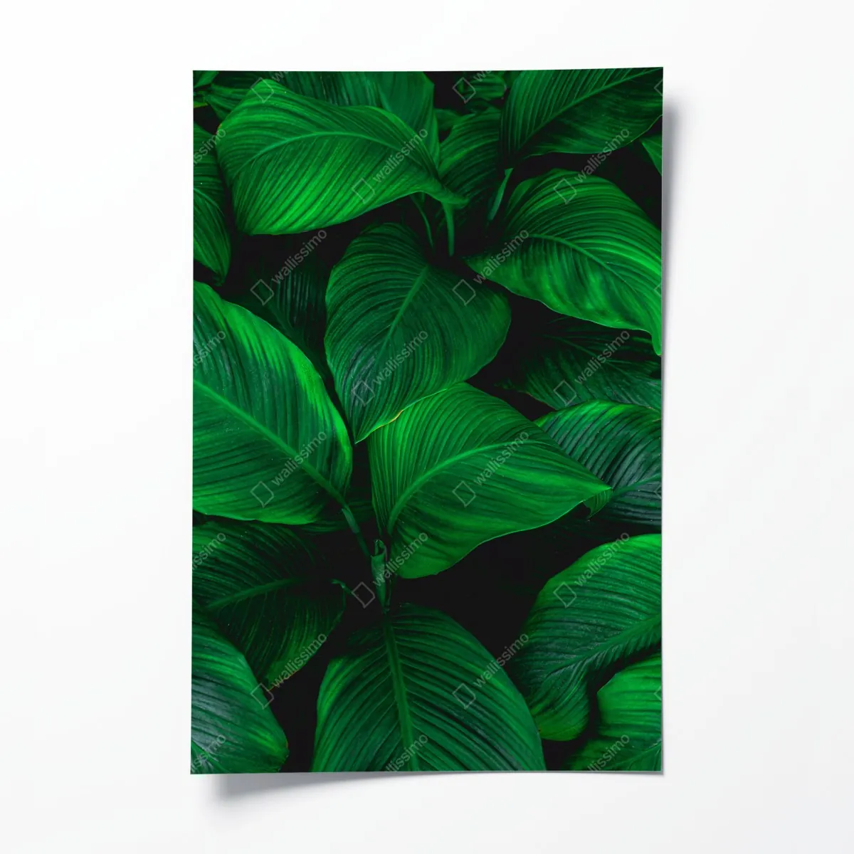 Plakat bujne tropikalne liście – Wallissimo® Plakat bujne tropikalne liście – Wallissimo®