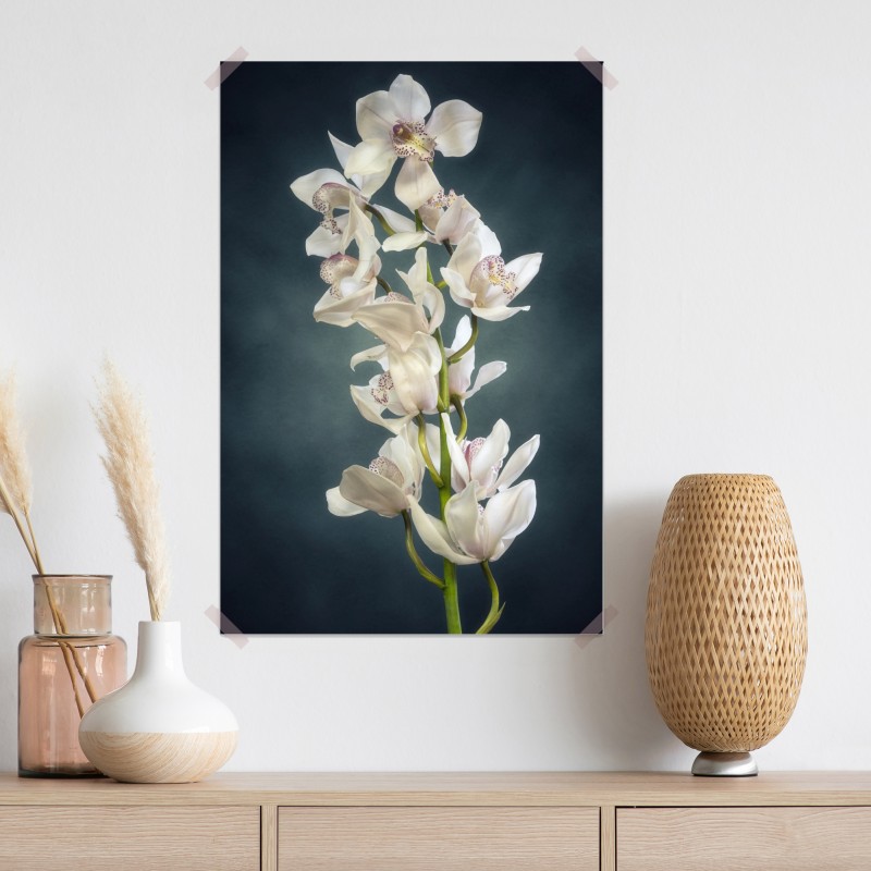 Plakat delikatne białe storczyki na stonowanym tle – Wallissimo® Plakat delikatne białe storczyki na stonowanym tle – Wallissimo®