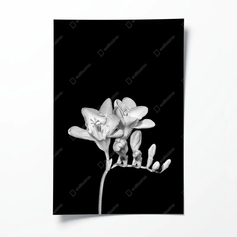 Plakat delikatna frezja w monochromie