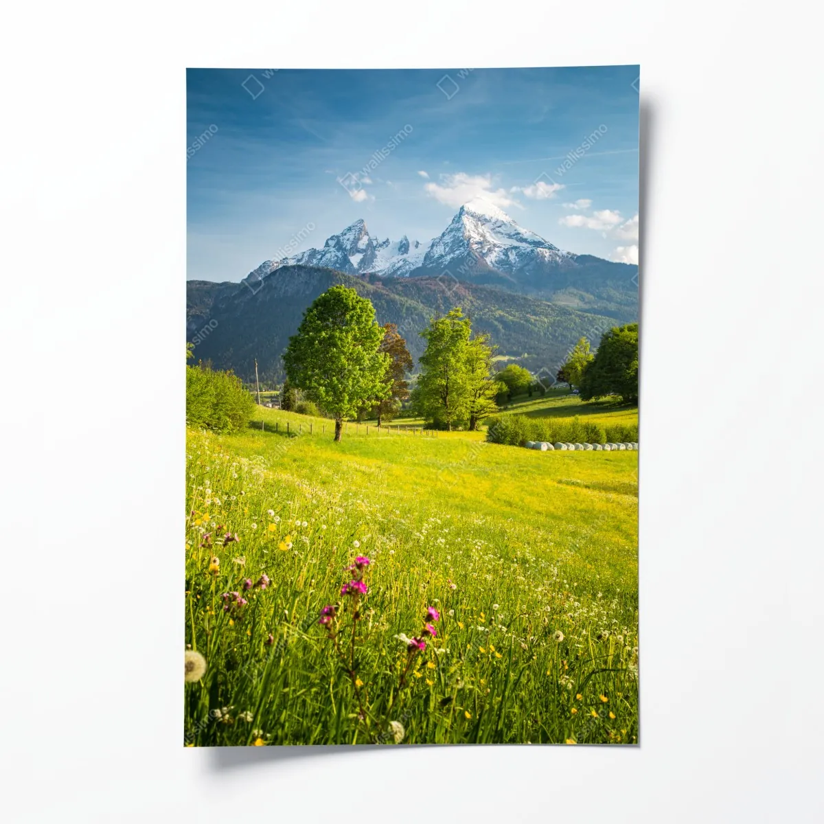 Plakat alpejska wiosenna łąka pod śnieżnymi szczytami – Wallissimo® Plakat alpejska wiosenna łąka pod śnieżnymi szczytami – Wallissimo®