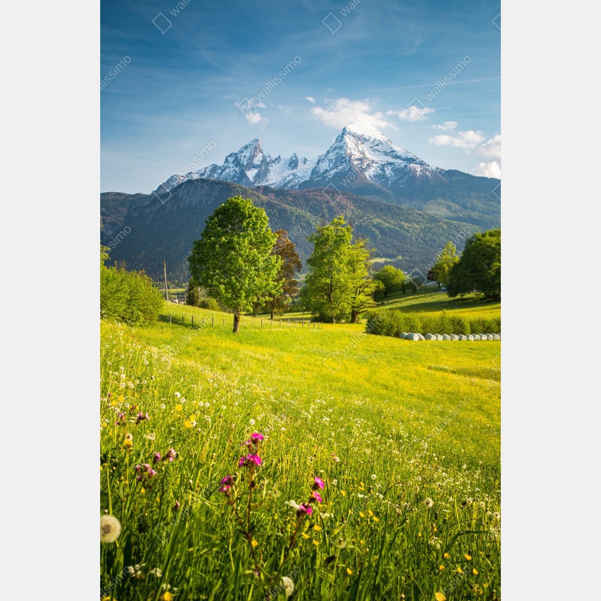 Plakat alpejska wiosenna łąka pod śnieżnymi szczytami – Wallissimo® Plakat alpejska wiosenna łąka pod śnieżnymi szczytami – Wallissimo®