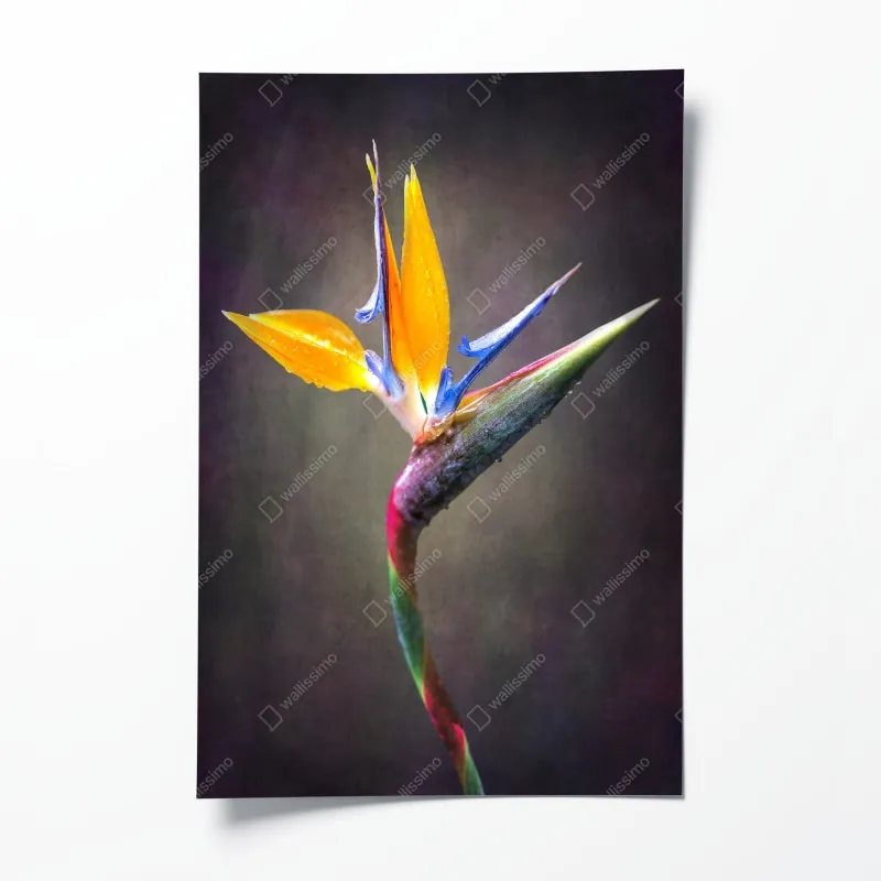 Plakat gracja baletowa na pointach – Wallissimo®