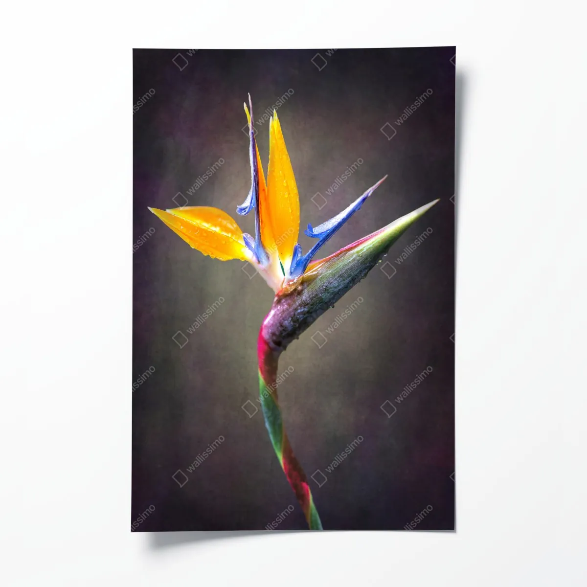 Plakat strelicja w żywych kolorach – Wallissimo® Plakat strelicja w żywych kolorach – Wallissimo®