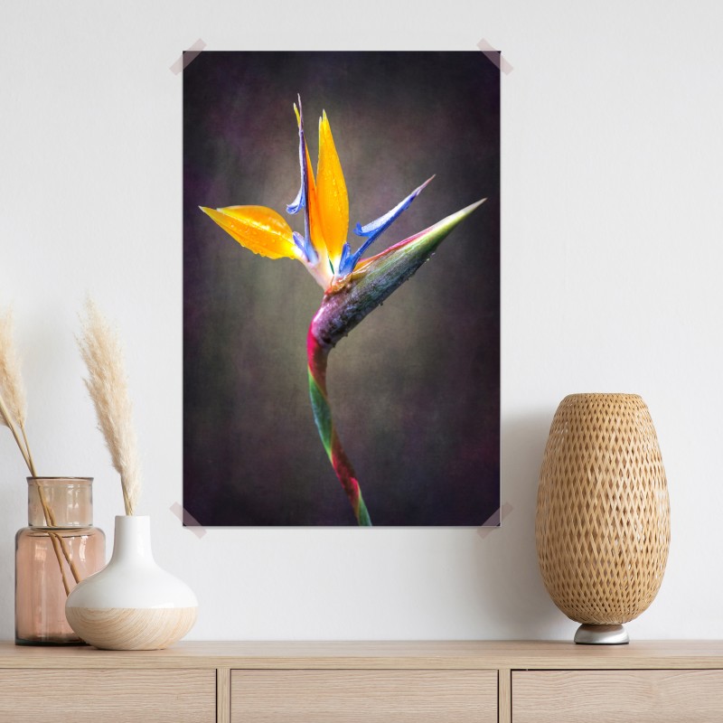 Plakat strelicja w żywych kolorach – Wallissimo® Plakat strelicja w żywych kolorach – Wallissimo®