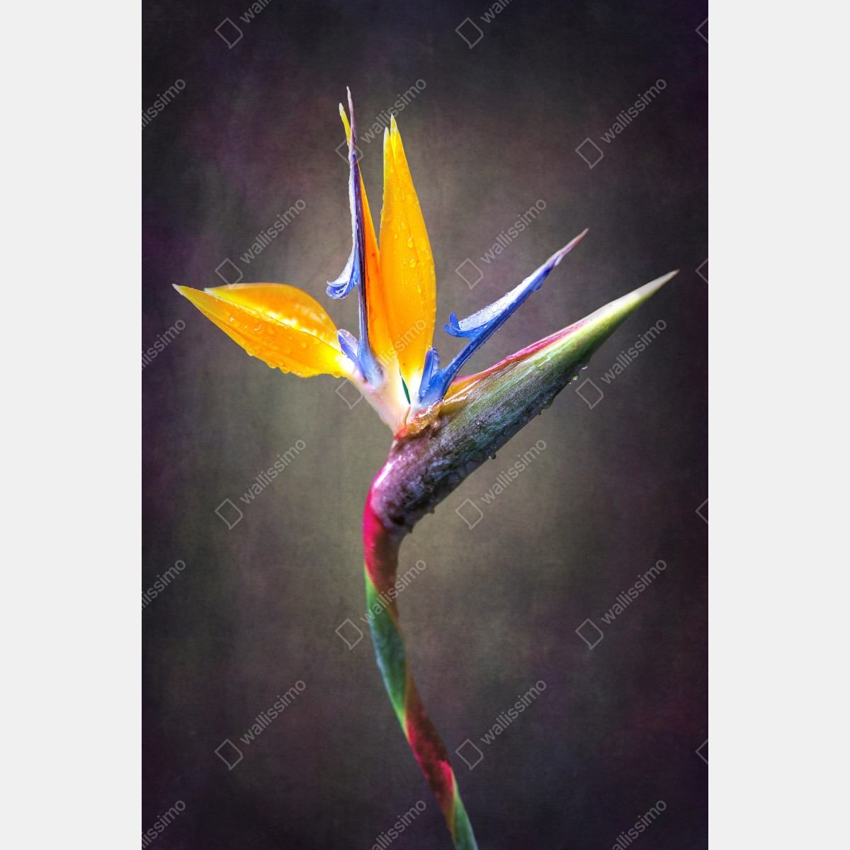 Plakat strelicja w żywych kolorach – Wallissimo® Plakat strelicja w żywych kolorach – Wallissimo®