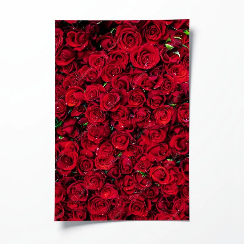 Plakat gęsta ściana czerwonych róż