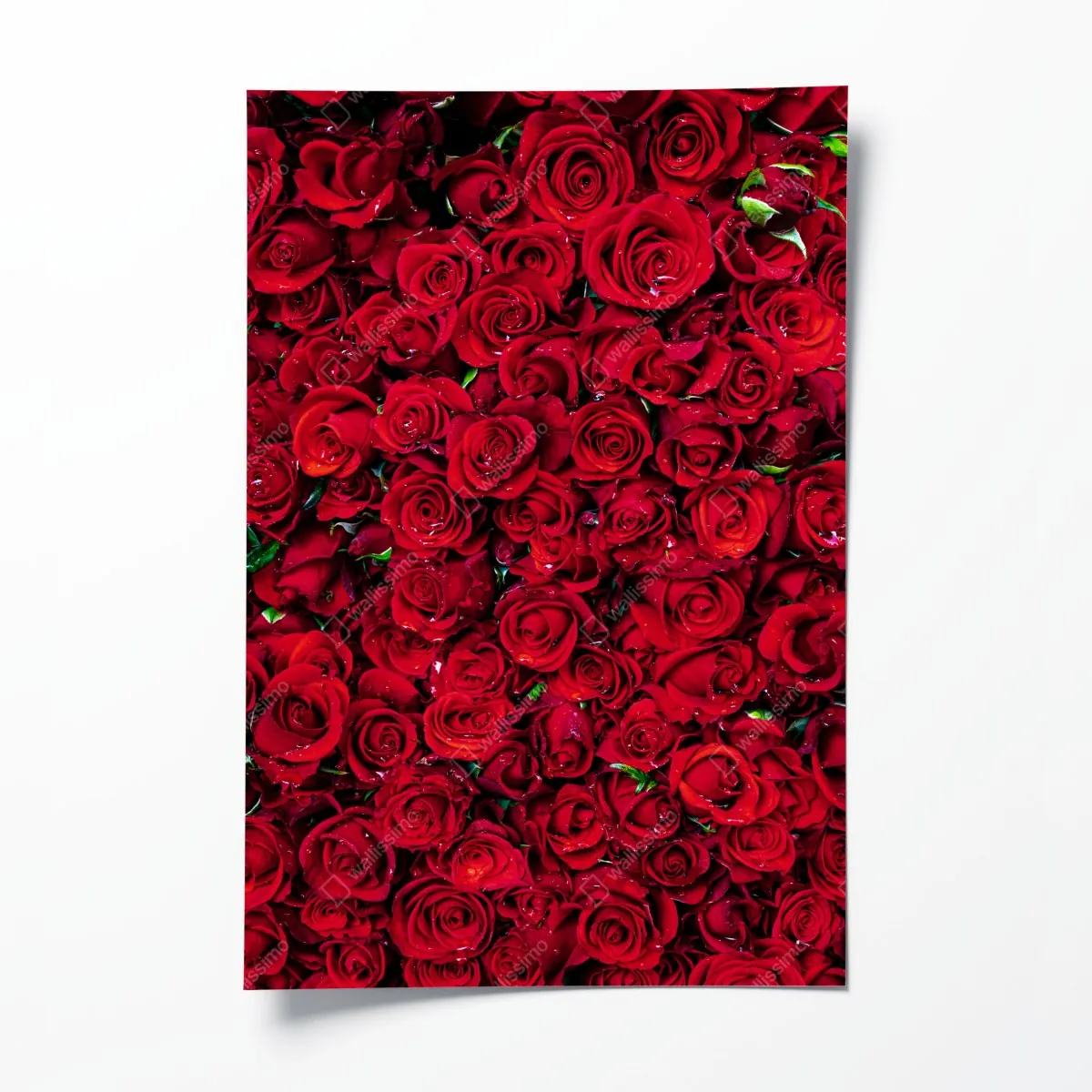 Plakat gęsta ściana czerwonych róż – Wallissimo® Plakat gęsta ściana czerwonych róż – Wallissimo®