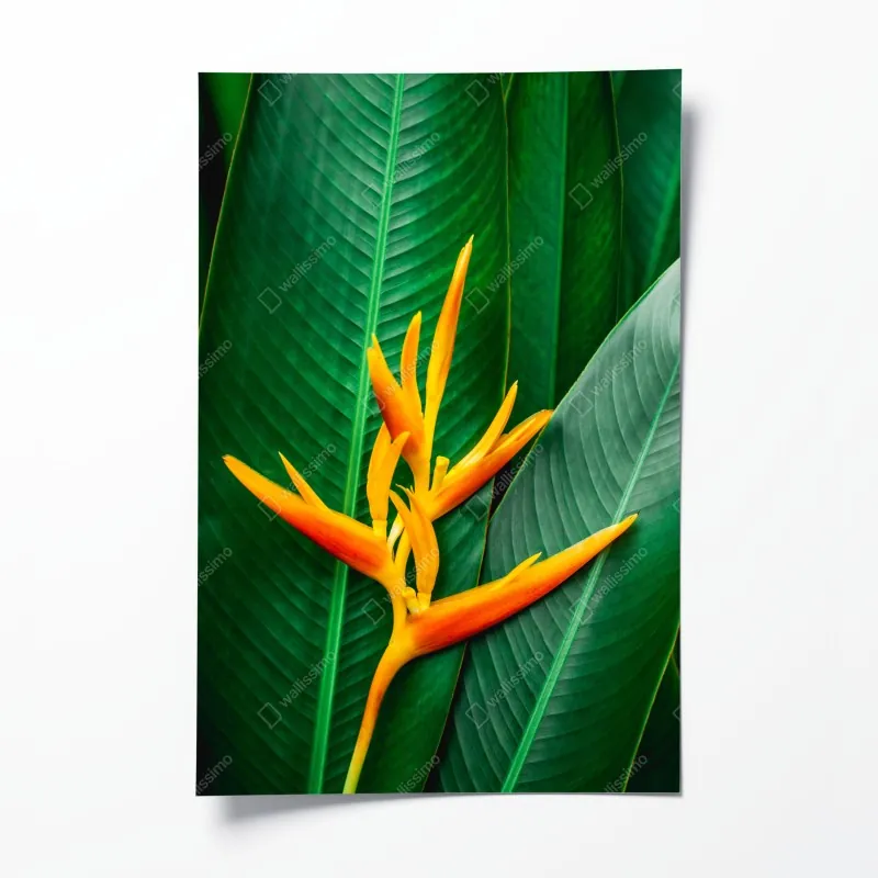 Plakat żywa heliconia na zielonych liściach