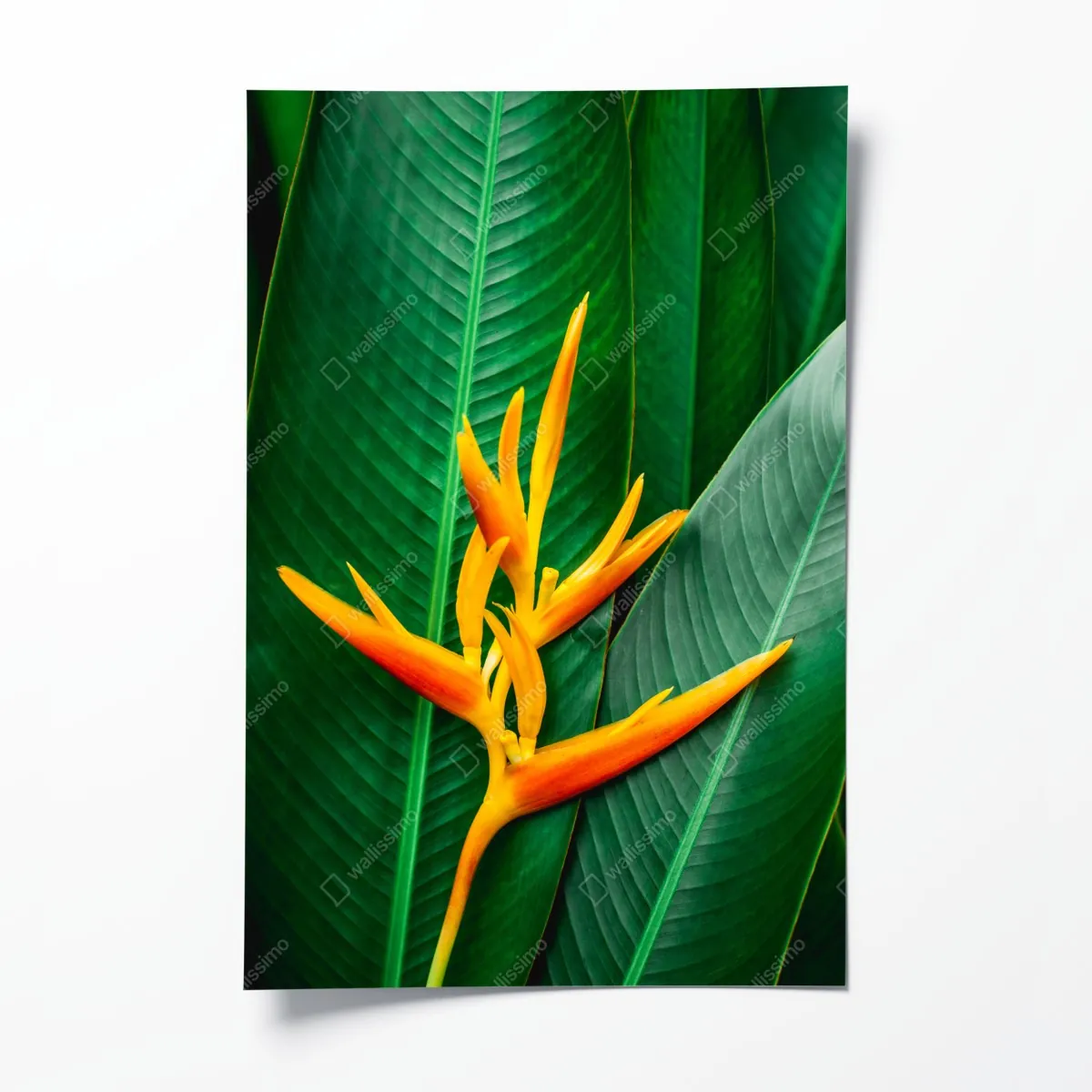 Plakat żywa heliconia na zielonych liściach – Wallissimo® Plakat żywa heliconia na zielonych liściach – Wallissimo®