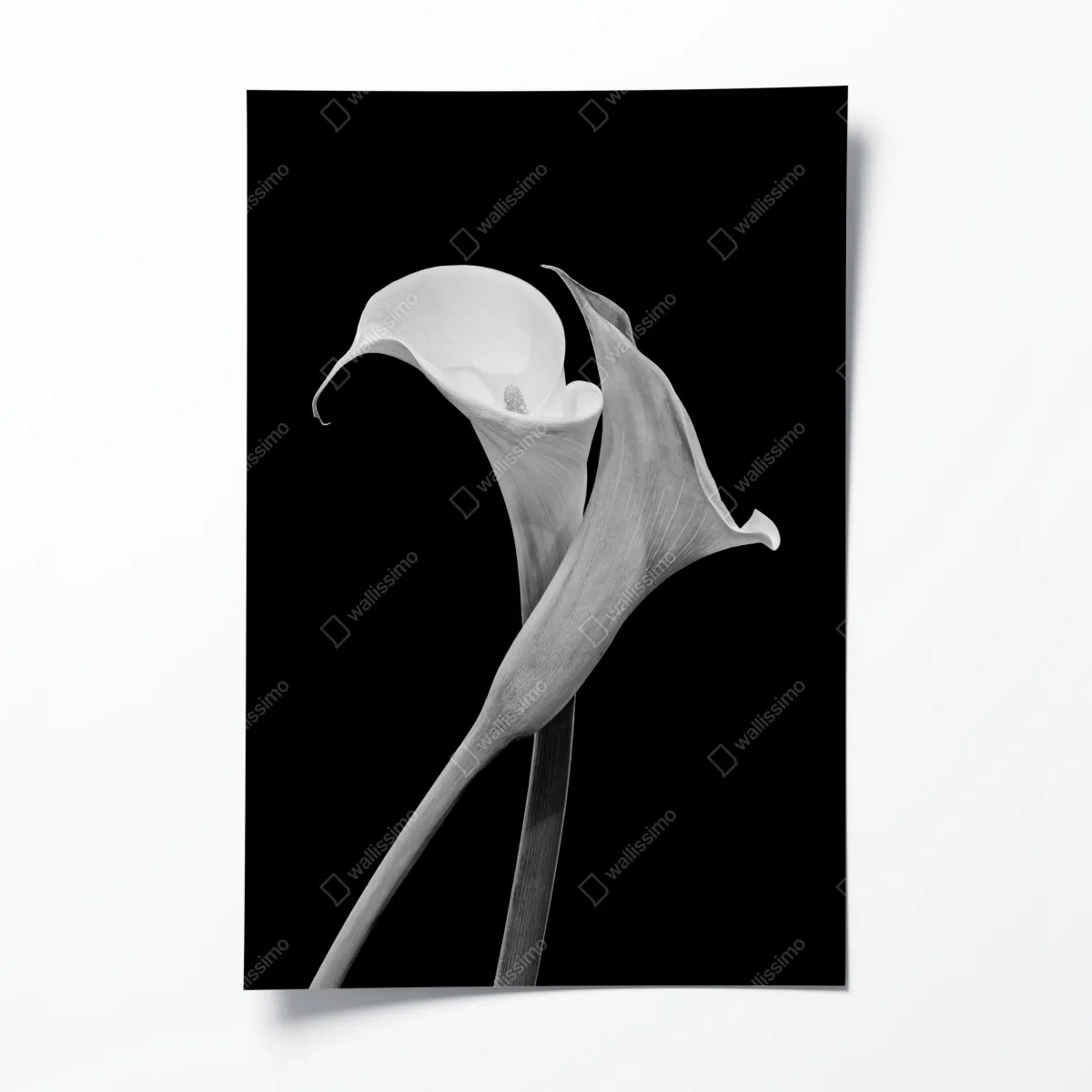 Plakat eleganckie kalie w monochromie – Wallissimo® Plakat eleganckie kalie w monochromie – Wallissimo®