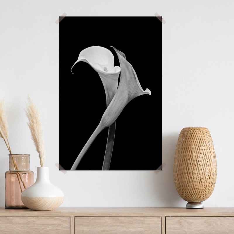 Plakat eleganckie kalie w monochromie – Wallissimo® Plakat eleganckie kalie w monochromie – Wallissimo®