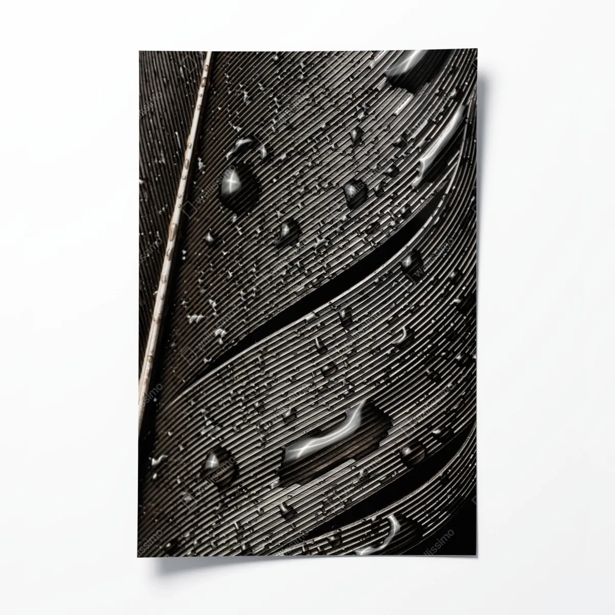 Plakat czarno-białe pióro z kroplami wody – Wallissimo® Plakat czarno-białe pióro z kroplami wody – Wallissimo®
