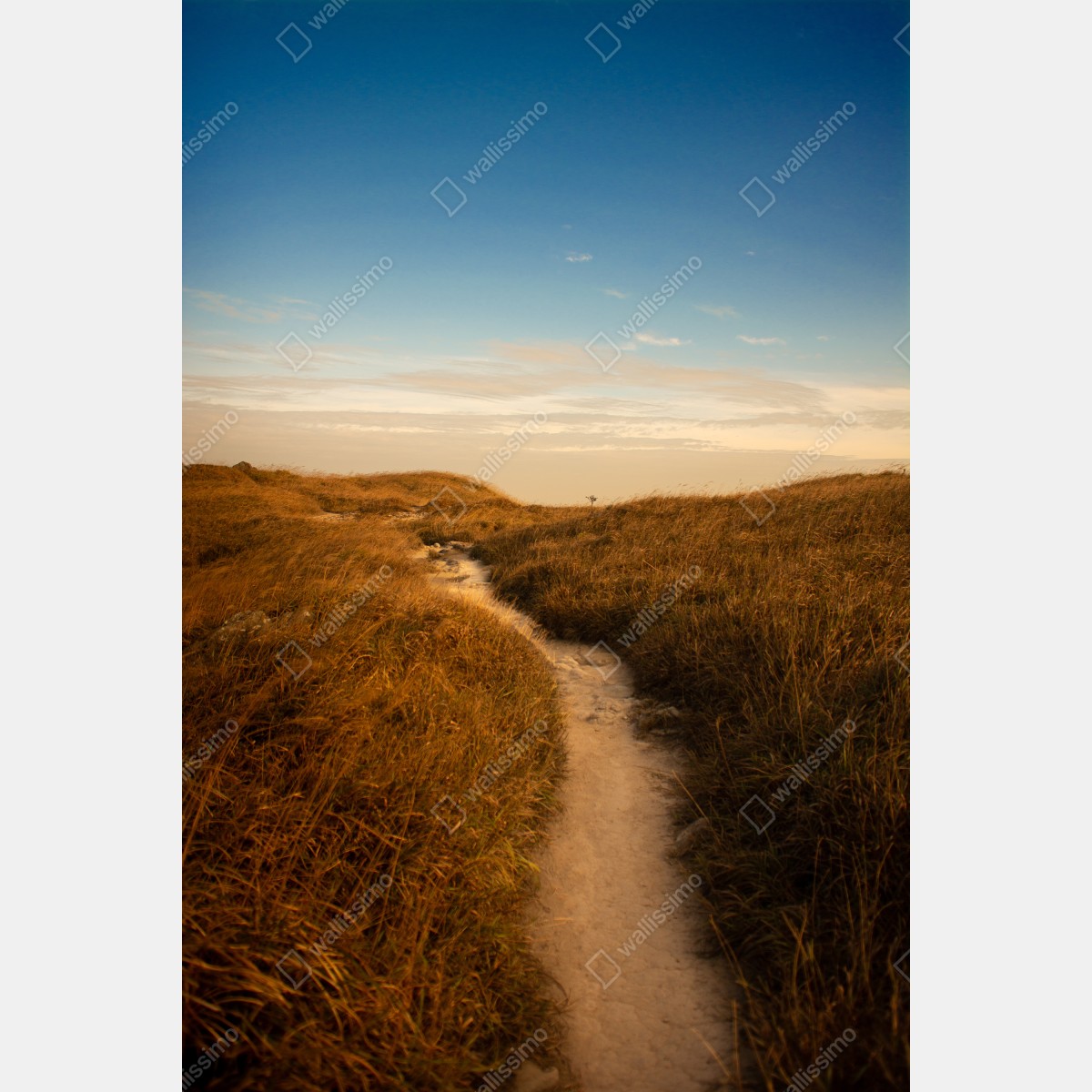 Plakat słoneczna ścieżka przez wydmy – Wallissimo® Plakat słoneczna ścieżka przez wydmy – Wallissimo®