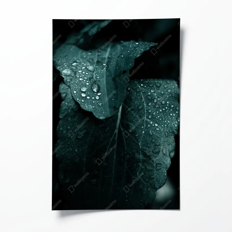 Plakat monochromatyczna stokrotka w zbliżeniu – Wallissimo®