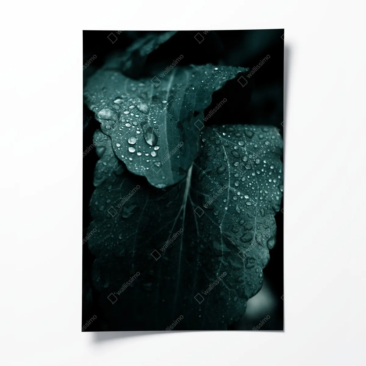 Plakat krople rosy na liściach – Wallissimo® Plakat krople rosy na liściach – Wallissimo®
