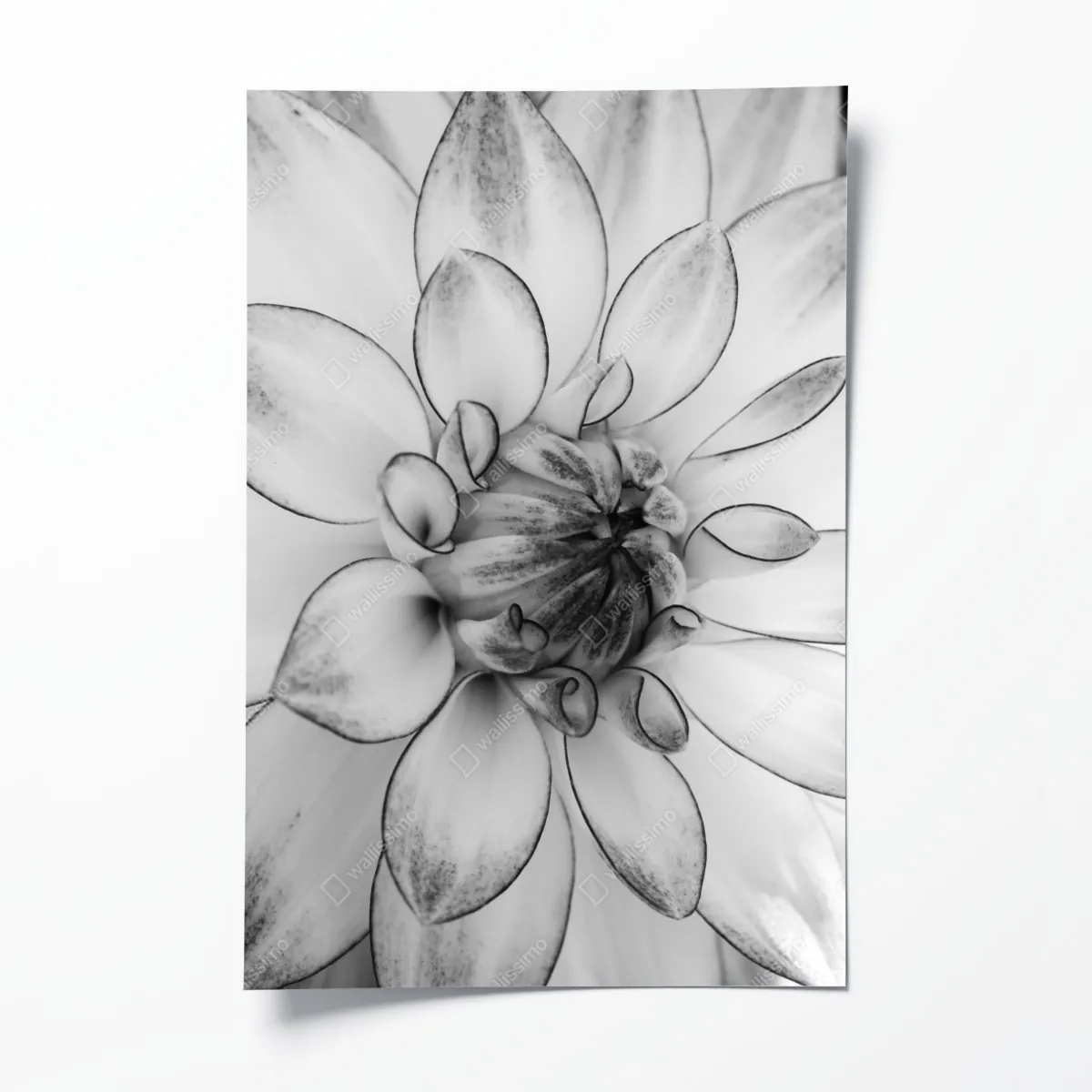 Plakat monochromatyczne zbliżenie dalii – Wallissimo® Plakat monochromatyczne zbliżenie dalii – Wallissimo®