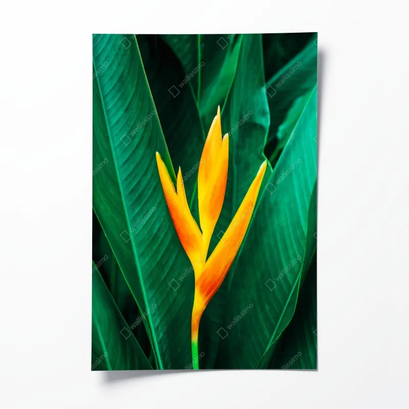 Plakat żywy tropikalny kwiat heliconia na tle zielonych liści
