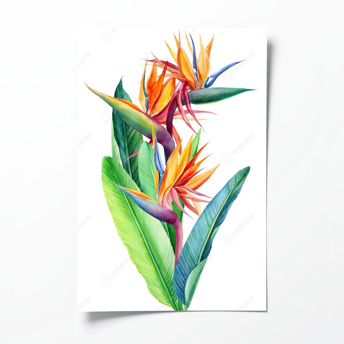 Plakat żywa strelicja akwarelowa ilustracja botaniczna – Wallissimo® Plakat żywa strelicja akwarelowa ilustracja botaniczna – Wallissimo®