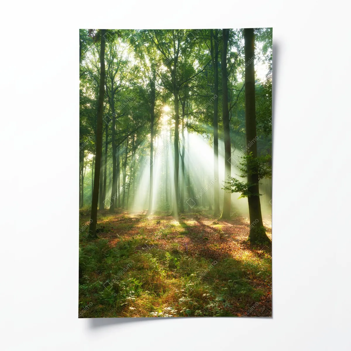 Plakat poranne światło w lesie – Wallissimo® Plakat poranne światło w lesie – Wallissimo®