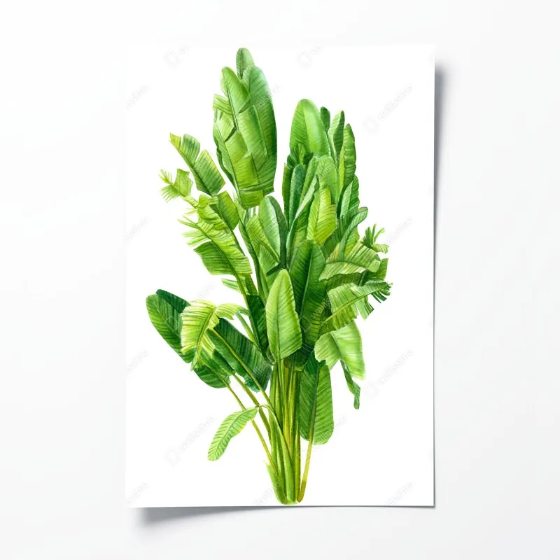 Plakat tropikalne liście bananowca w akwareli