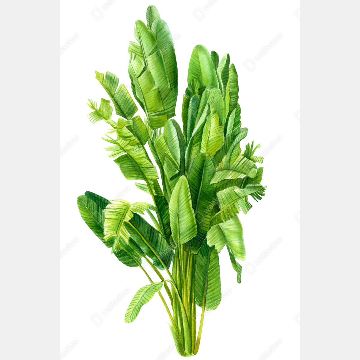 Plakat tropikalne liście bananowca w akwareli – Wallissimo® Plakat tropikalne liście bananowca w akwareli – Wallissimo®