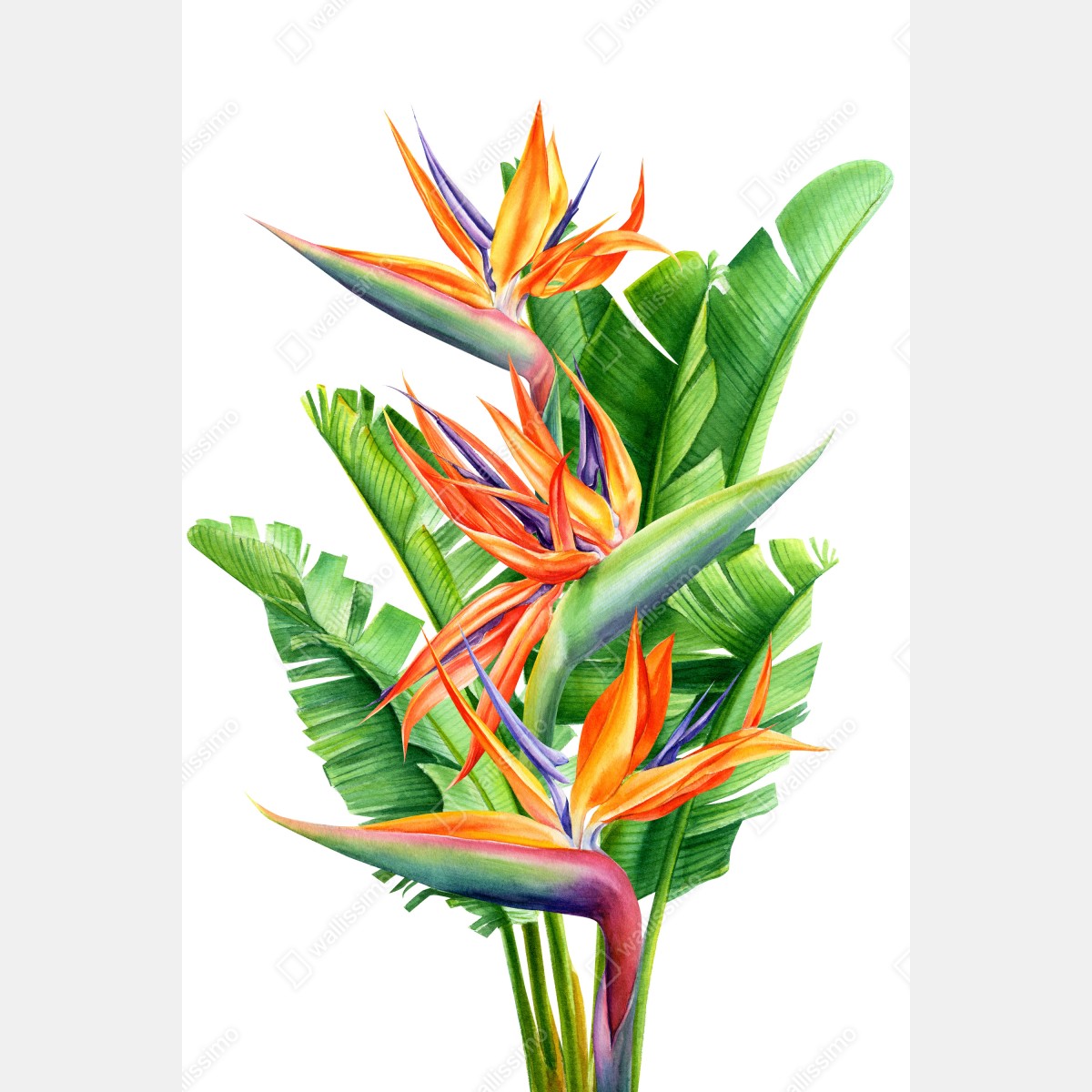 Plakat żywy motyw strelicji z tropikalnymi liśćmi – Wallissimo® Plakat żywy motyw strelicji z tropikalnymi liśćmi – Wallissimo®